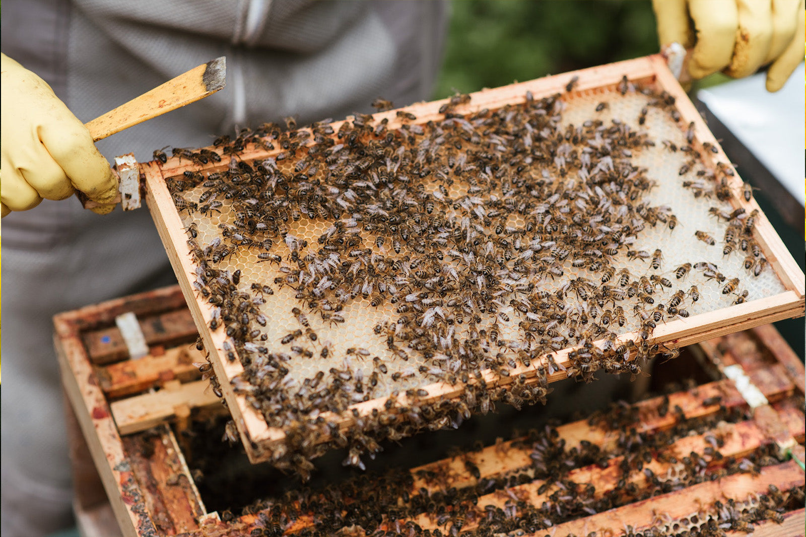 The Art of Harvesting Honey: Best Practices for a Delicious and Health ...